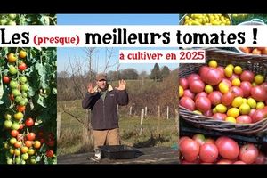 C'est parti pour les semis de tomates 2025 ! 