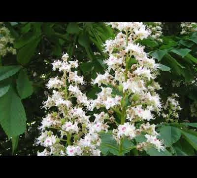  La nature est pleine d'amour