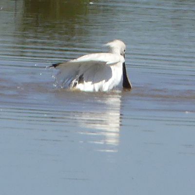 Les spatules au Parc du Teich...