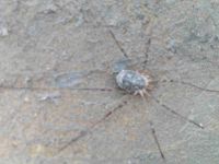 Une araignée se terre sur une pierre plate. Depuis la Grande Combe on aperçoit le versant mauriennais.