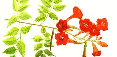 Trompettes flamboyantes