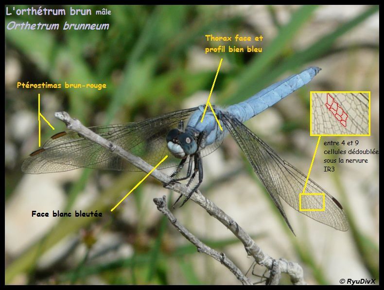 Orthetrum-brunneum