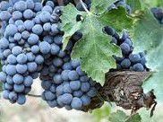 #Sangiovese Producers North Coast California Vineyards 