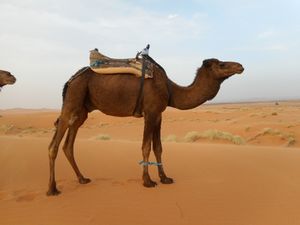 Animaux du désert 