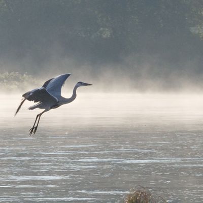 Arrivée du héron ...