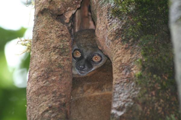 Album - Créatures de Madagascar