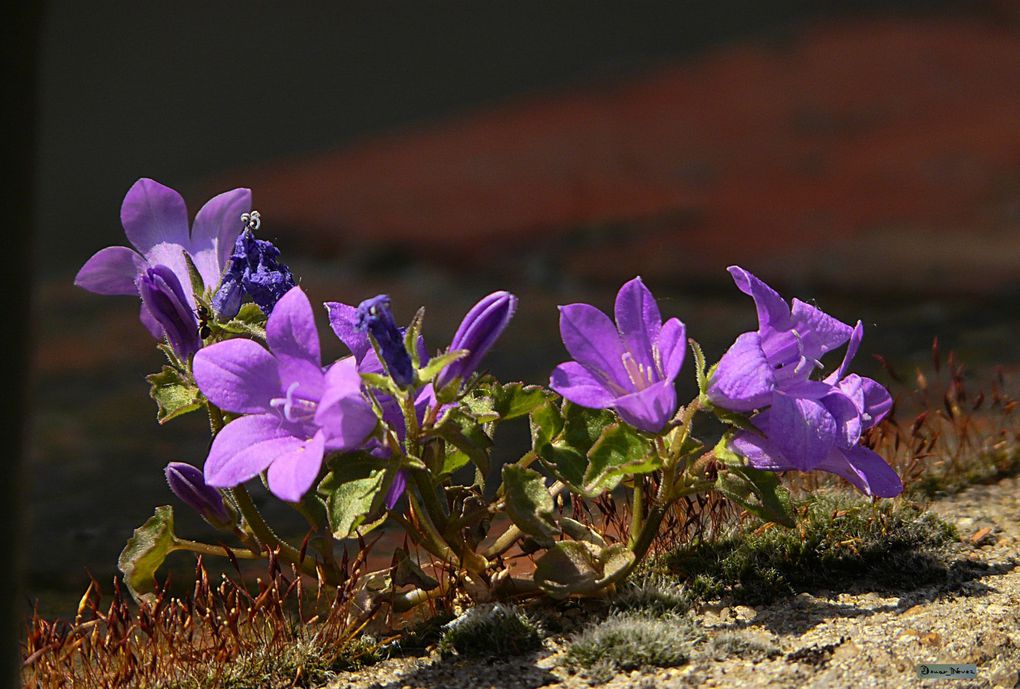 Album - Le-Monde-vegetal-6