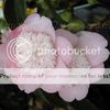 Camellia ' Pink Tinsie'