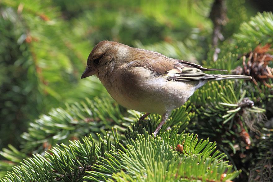 Album - Faune-Oiseau-7