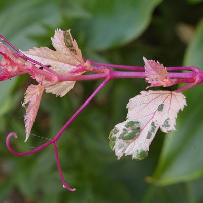 363 - Ampelopsis glandulosa var. brevipedunculata