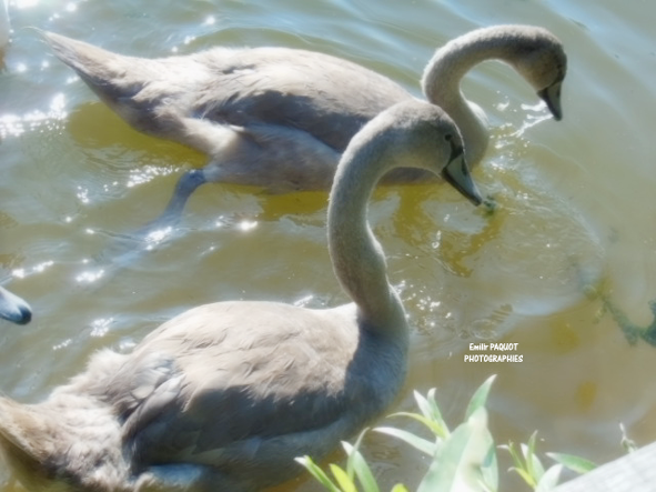 Photographies animalières...........