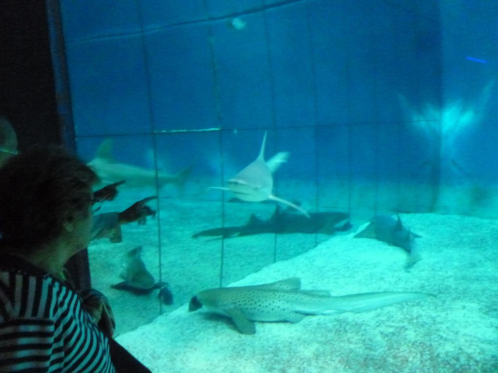 Gênes - Visite de l'Aquarium