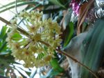 HOYA PENTAPHLEBIA