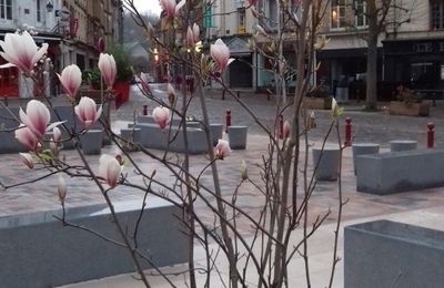 Sedan - Les magnolias de la place de la Halle