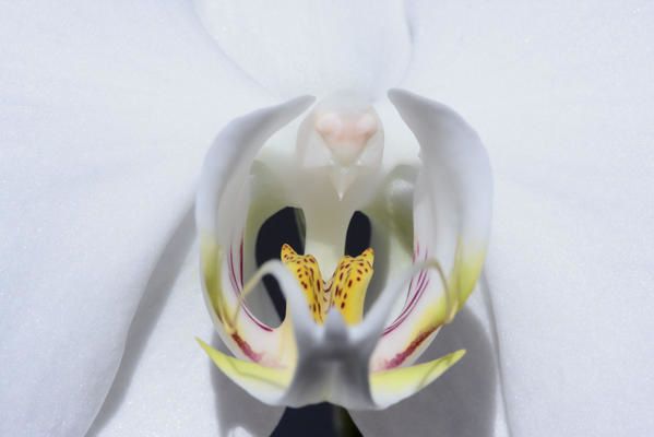 Macro-photo de jeunes feuilles de cyca, et orchidée.