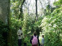 La forêt équatoriale de KAKAMEGA est intensément verte!