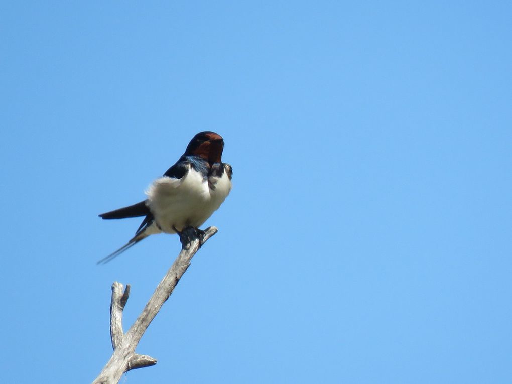 L'Hirondelle rustique montrant ses pectoraux au soleil. 