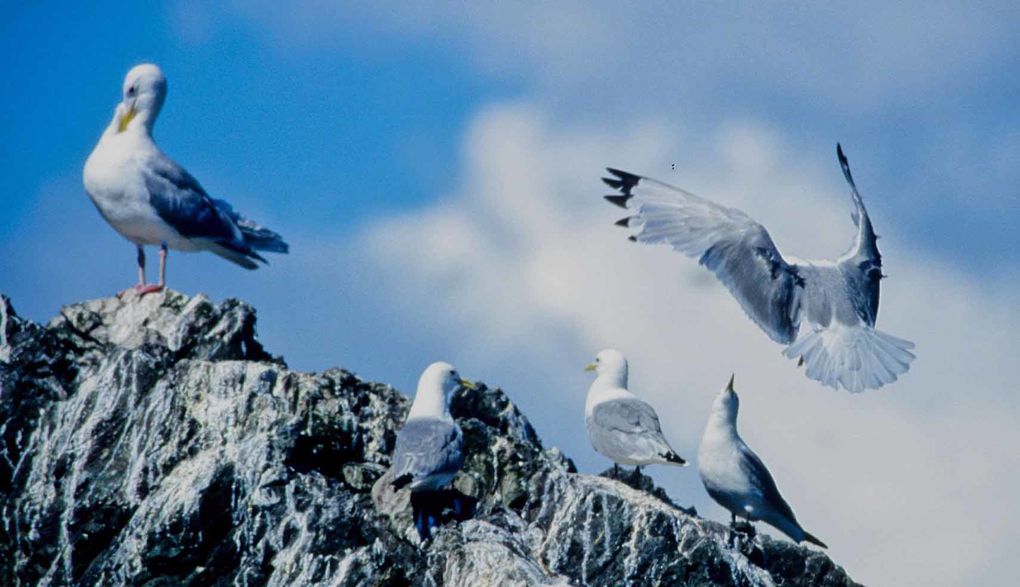 Album - oiseaux et mammifères-d-Alaska