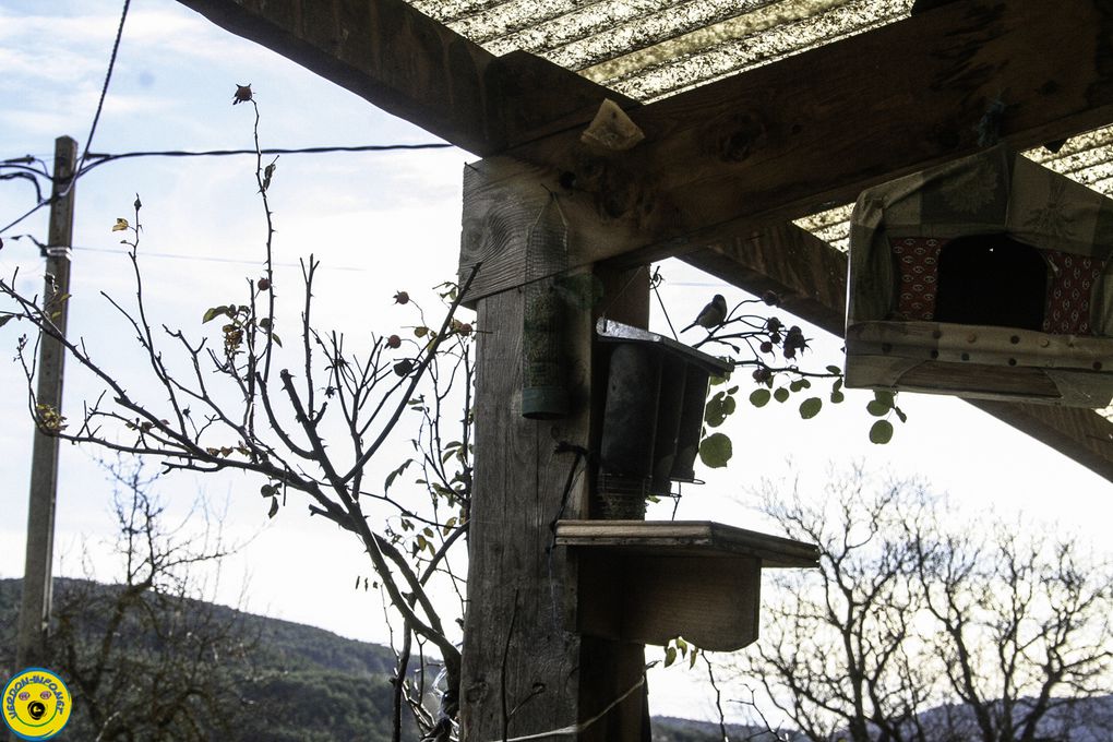  La Mure Argens  : L'hiver est arrivé , les oiseaux sont revenus se nourrir dans les cabanes 