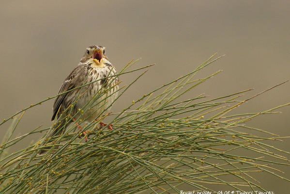 EXTREMADURA : Terre sauvage 4