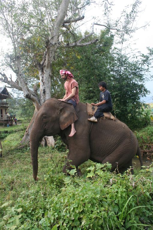 Depart pour le Nord Thailande.
Escale "obligee" a Chiang Mai. Visie de temples, nombreux dans la vieille ville. Training d'elephants.- Pai reggae fest