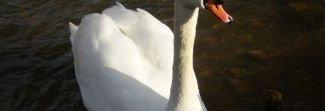 Je vous fais un "cygne" ?