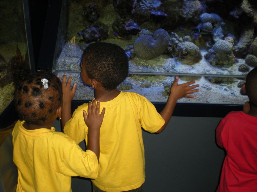 jeudi 22 avril,les tout-petits/petits de Véronique et les petits/moyens de Catrina sont allés à l'aquarium du Gosier .Ce fut une belle journée de découvertes.