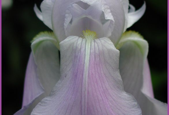 Photo : Iris violette