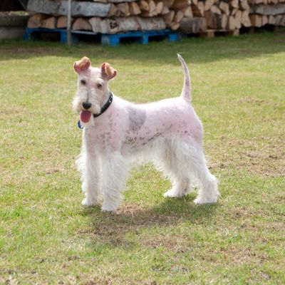 Fox-terrier à vendre : présentation de la race et conseils pour un achat serein