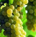 #Chardonnay Wine Producers Ohio Vineyards