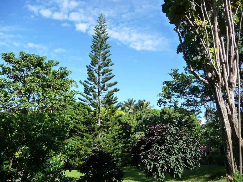 Le jardin botanique de Deshaies - Guadeloupe