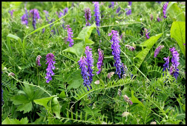 Sortie &quot;Découverte des plantes de bord de routes&quot; le 25 mai à Saint Julien sur Sarthe