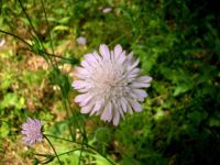 La Vallée de la Mole a fêté la nature