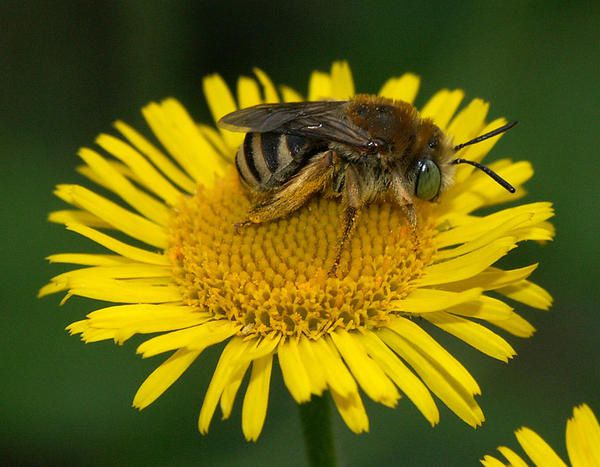 Quelques photos d'abeilles - au sens large - les Apoidea, la super famille, avec près d'un millier d'espèces connues rien qu'en France !... plus de 20 000 dans le monde, mais il en reste plein, plein à découvrir... ;-)

<div style='width:450;di