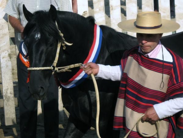 Album - (1) Chevaux et Rodéo Chilien