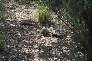 un couple de tortues hollandaises bien connues