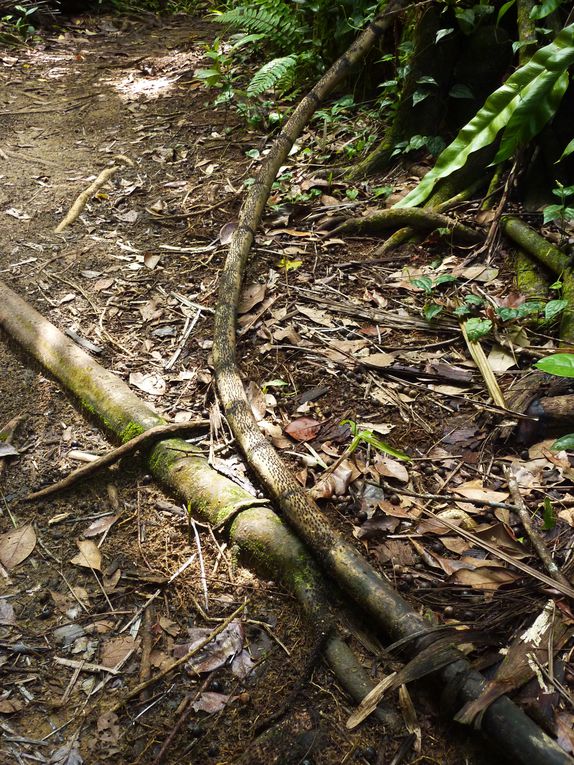 Kuching - Mongkos - Bako national park.
Certaines photos a Mongkos sont de Jennie ou depuis son appareil car en bon cretin, je decouvre que mes deux batteries sont vides...