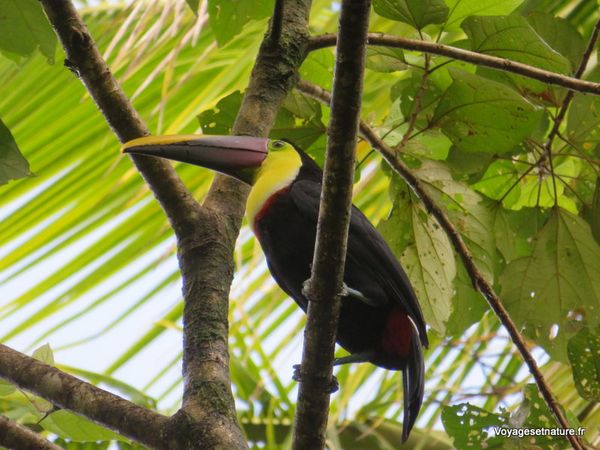 Oiseaux du Costa Rica