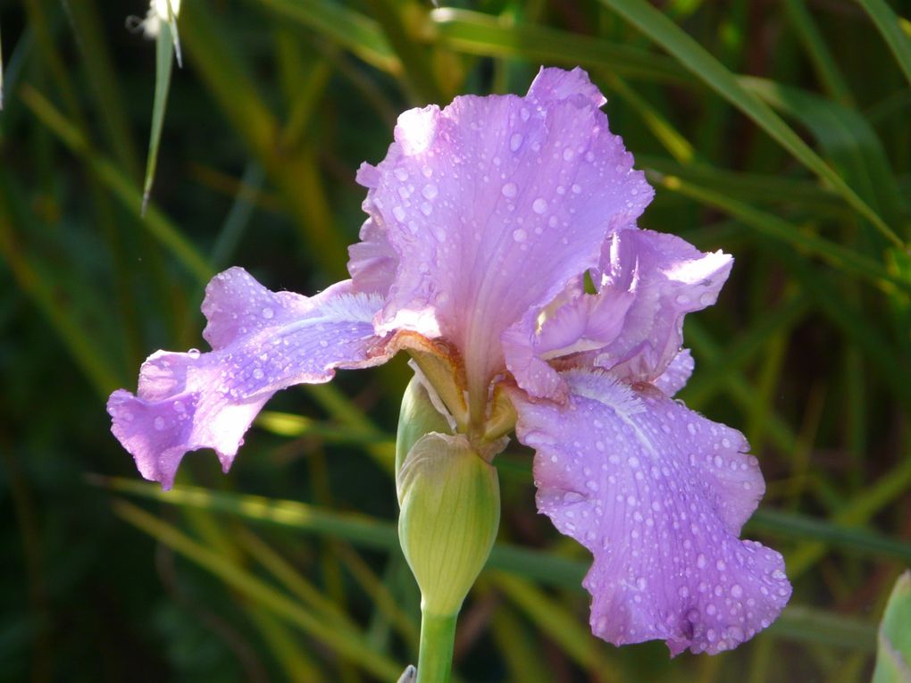 Album - Ballade au jardin