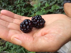 Pas habituel de voir des Mures du Roncier a Mada,et de plus elles valent bien les meilleurs Mures de France.