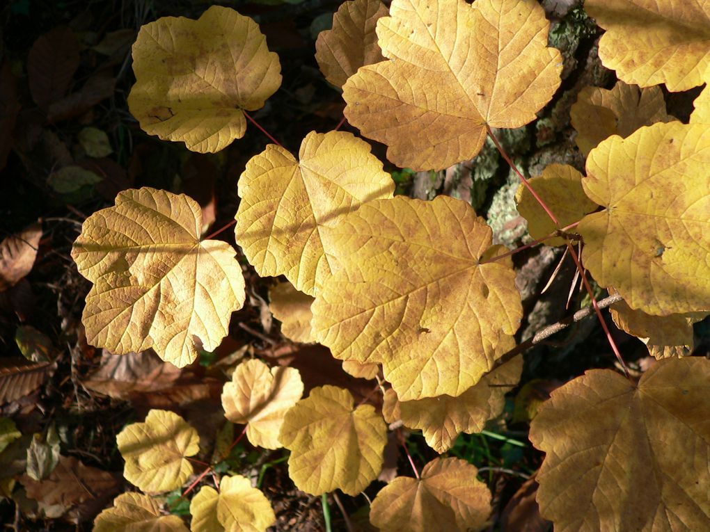 La flore du Mercantour