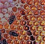 #Honey Wine Producers Illinois Vineyards