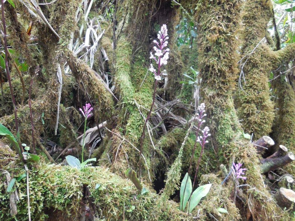 Du gîte du volcan aux Trois citernes