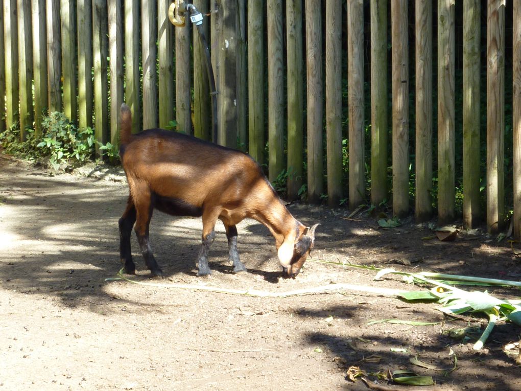 Séjour en Guadeloupe du 06 au 16/12/2009