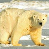 Grippe aviaire : un ours polaire meurt pour la première fois