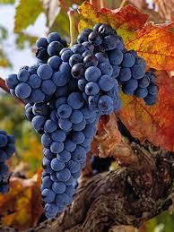 #Tempranillo Producers Western Australia Vineyards 