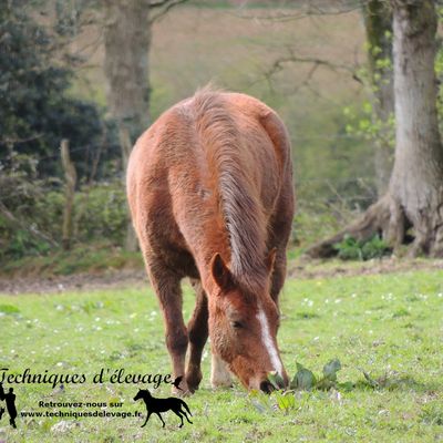 Arthrose, déficit immunitaire, dermatose et alimentation lipidique du cheval âgé