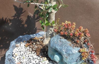 bonsai olivier et une tortue