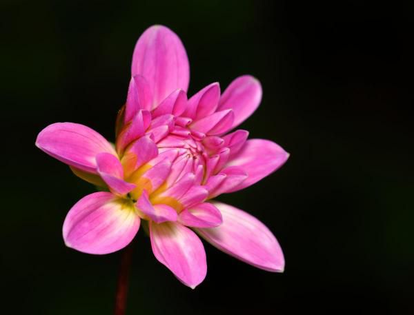 Album - fleurs-d-Alsace