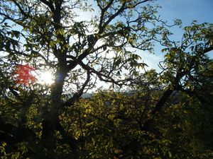 Les citadins à la campagne * 